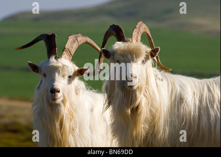 Ferral goats on the Great Orme, Llandudno Stock Photo