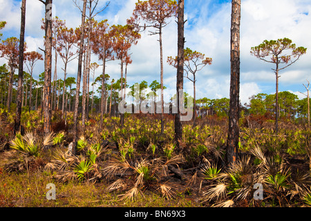 Pine Forest with Saw Palmetto Underbrush, Jonathan Dickinson State Park, Florida Stock Photo