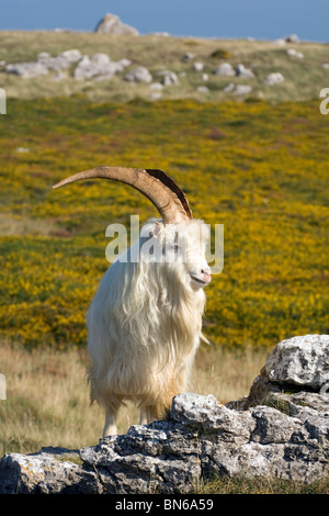 Male ferral goat on the Great Orme, Llandudno Stock Photo