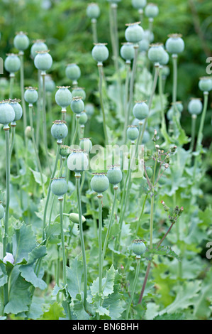 green closed poppy seed heads in a garden in the uk Stock Photo