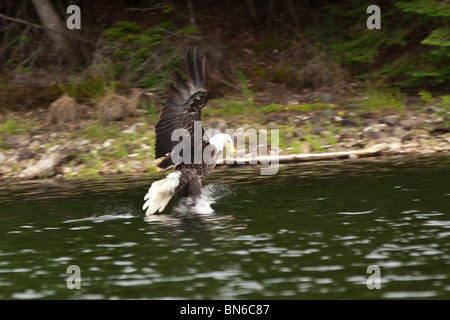 American bald eagle (Haliaeetus leucocephalus) catches a fish Boulder Junction, Wisconsin. Stock Photo