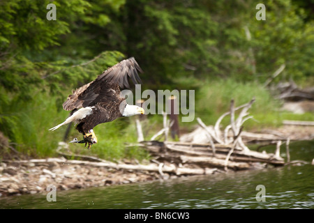 American bald eagle (Haliaeetus leucocephalus) catches a fish Boulder Junction, Wisconsin. Stock Photo