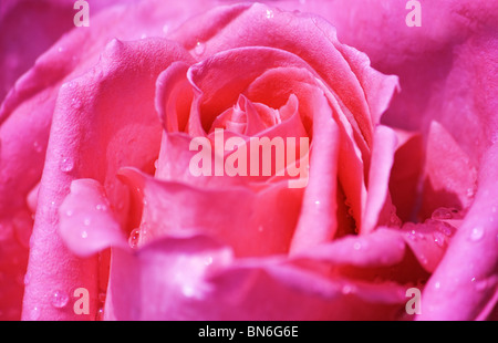 Close up of pink rose in full blossom with water drops Stock Photo
