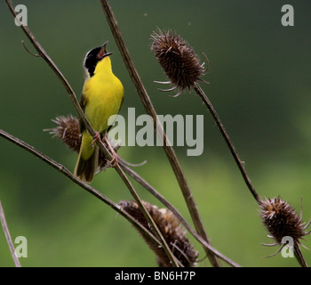 common yellowthroat warbler Stock Photo