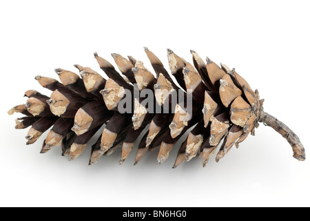 Still life if an open pine cone sitting on a railing of a deck. The