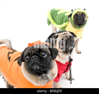 Three Pugs Dressed Up for Halloween Stock Photo