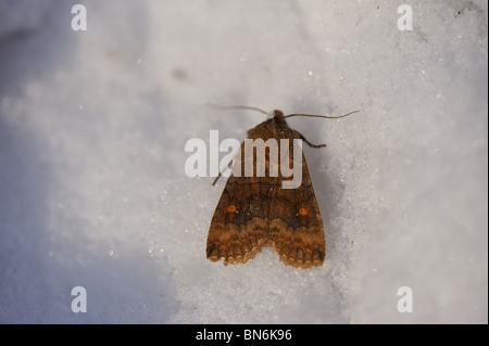 The Satellite moth (Eupsilia transversa rufosatellitia) in the snow (disturbed when wintering between dead leafs on the ground) Stock Photo