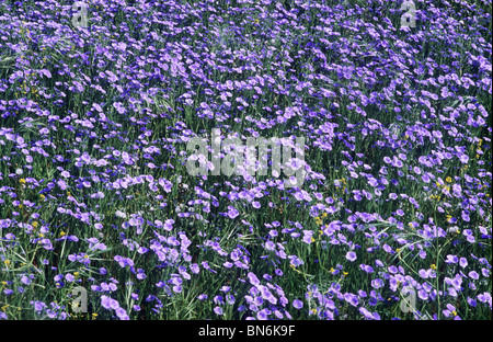 Linseed oil, flax, agricultural crop crops in field fields crop blue