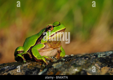 Common Tree Frog (Hyla arborea) Stock Photo