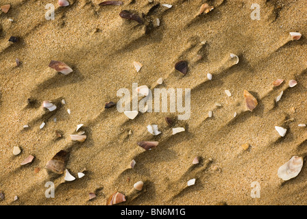 Aerial close-up of a section of beach with broken shells on it. St. Lucia, Kwazulu-Natal, South Africa Stock Photo