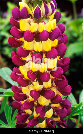 Lupinus 'Manhattan Lights' lupin lupins yellow and red purple flower flowers garden plant plants Stock Photo