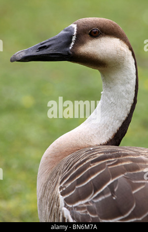 Head And Neck Of Swan Goose Anser cygnoides Taken At Martin Mere WWT, Lancashire UK Stock Photo