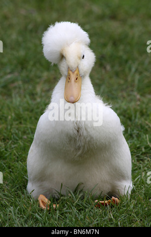 Domestic Crested Duck Duckling White Form At Martin Mere WWT, Lancashire UK Stock Photo
