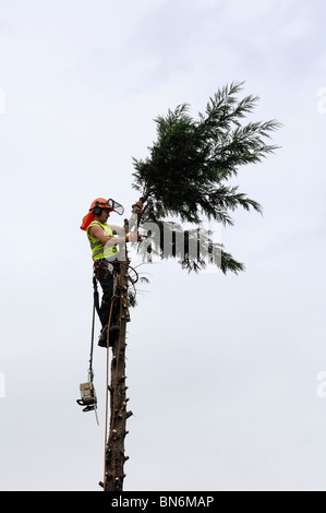Tree surgeon removing very top of huge leyland cypress in urban garden with handsaw