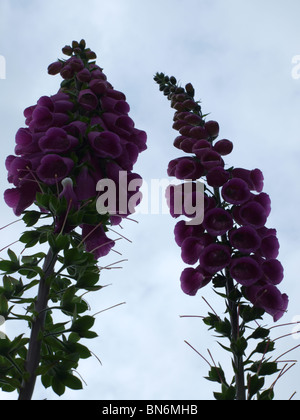 Foxglove (Digitalis purpurea) tall downy biennial grows to arround 150cm,green leaves,pink/purple bell shaped flowers, Stock Photo