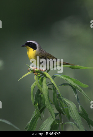 common yellowthroat warbler Stock Photo