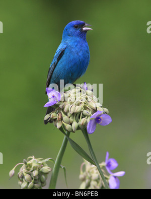 Indigo bunting male singing ohio colorful song bird color songbird ...