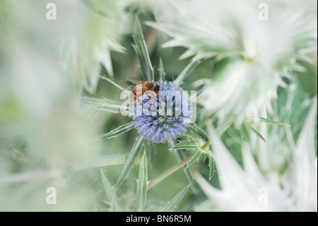 Honey Bee on Eryngium x zabelii Jos Eijking Sea holly in an English country garden