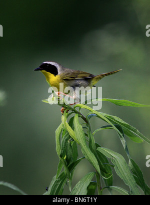 common yellowthroat warbler Stock Photo