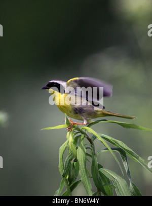 common yellowthroat warbler Stock Photo