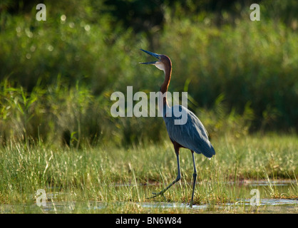 Goliath heron in St. Lucia Estuary Stock Photo