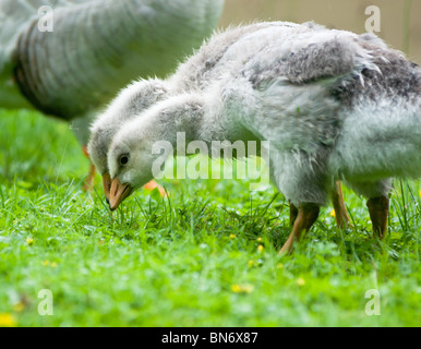 Two goslings feeding near their bar-headed goose mother. Seen in English Garden, Munich Stock Photo