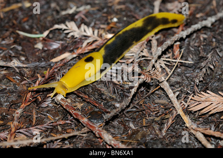 Stock photo of a yellow and black banana slug crawling across the forest floor. Stock Photo