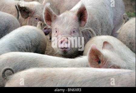 YOUNG PIGS AND PIGLETS AT A BRITISH FARM RE FARMING INCOMES FOOD PRICES SUPERMARKETS ANIMAL WELFARE PRODUCTION COSTS MEAT UK Stock Photo