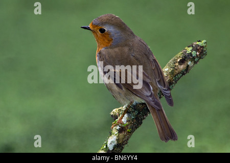 European Robin bird portrait. Taken while standing on branch of tree above water. Stock Photo