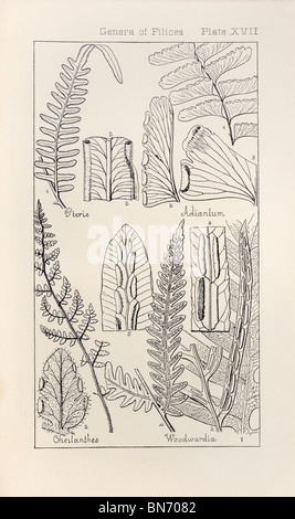 Botanical print from Manual of Botany of the Northern United States, Asa Gray, 1889. Plate XVII, Genera of Filices. Stock Photo