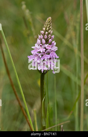 Common spotted orchid (Dactylorhiza fuchsii) Stock Photo