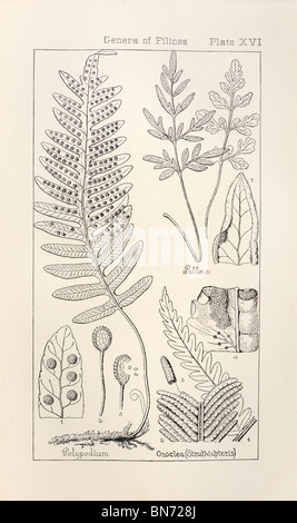 Botanical print from Manual of Botany of the Northern United States, Asa Gray, 1889. Plate XVI, Genera of Filices. Stock Photo