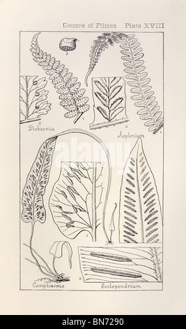 Botanical print from Manual of Botany of the Northern United States, Asa Gray, 1889. Plate XVIII, Genera of Filices. Stock Photo