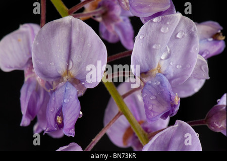 Wisteria (Wisteria floribunda) purple & lilac flowers against a black background