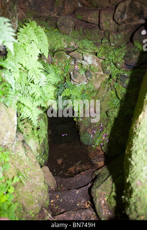 Sancreed Well at Sancreed, Cornwall, UK. It is probably pre christian in date. Stock Photo