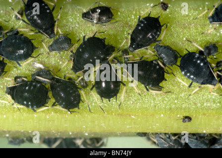 Black bean aphids (Aphis fabae) on a broad bean stem Stock Photo