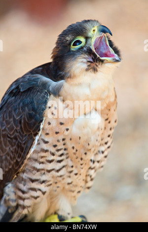 Peregrine Lanneret or Perilanner cross bred bird calling Stock Photo