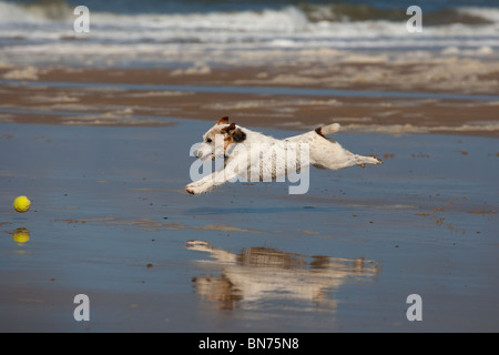 Jack Russell Terrier running on Cromer beach on the North Norfolk coast Stock Photo