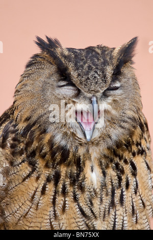 Siberian Eagle Owl (Bubo bubo) with open beak Stock Photo