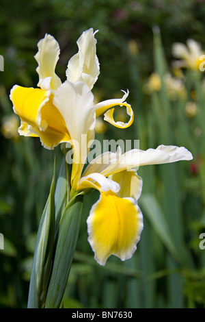 Yellow and white flowers of the Siberian iris, Iris sibirica in bloom in early summer in UK Stock Photo