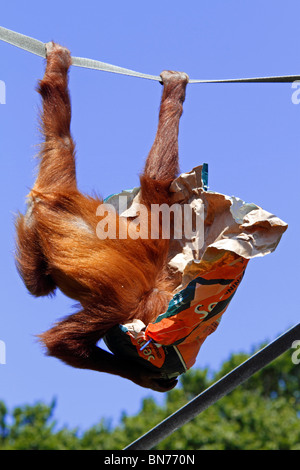 Zoo animal - Orangutan at feeding time Stock Photo