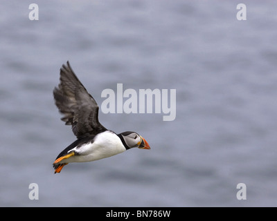 Puffin in flight Stock Photo