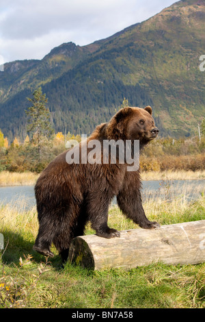 CAPTIVE adult Brown bear stands with front legs on log, Alaska Wildlife Conservation Center, Alaska Stock Photo
