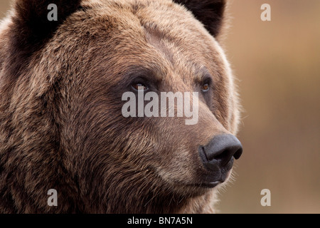 CAPTIVE: Portrait of an adult Grizzly bear, Alaska Wildlife Conservation Center, Alaska Stock Photo