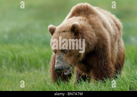 Brown bear eating sedge grasses in Hallo Bay, Katmai National Park, Alaska, Summer Stock Photo