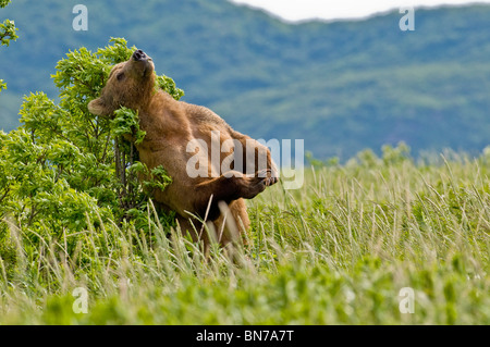 Brown bear scratches their back on a tree in Kukak Bay, Katmai National Park, Alaska, Summer Stock Photo