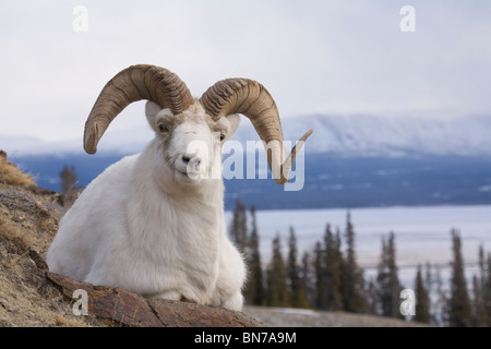 Dall Sheep ram bedded down on Sheep Mountain overlooking Kluane Lake in Kluane National Park, Yukon Territory, Canada Stock Photo