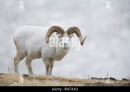 Dall Sheep ram on Sheep Mountain, Kluane National Park, Yukon Territory, Canada Stock Photo