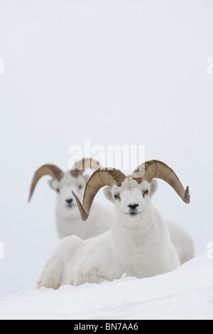 Two Dall Sheep rams bedded in snow on Sheep Mountain, Kluane National Park, Yukon Territory, Canada Stock Photo