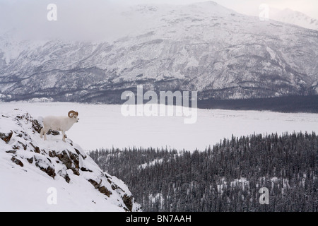 Dall sheep bedded down on Sheep Mountain over looking the Slims River Valley, Kluane National Park, Yukon Territory, Canada Stock Photo